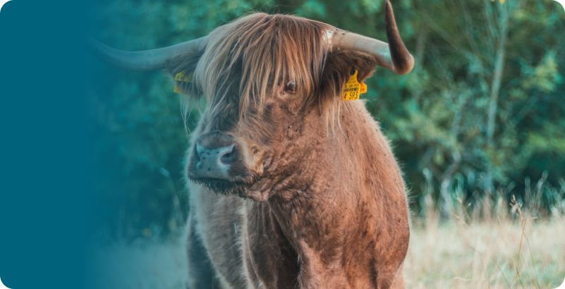 Bull Market